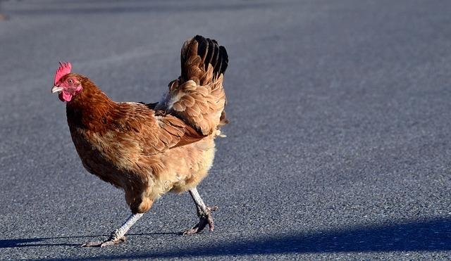 Spel Van Het Jaar: De Beproeving Van Chicken Road in Nederland